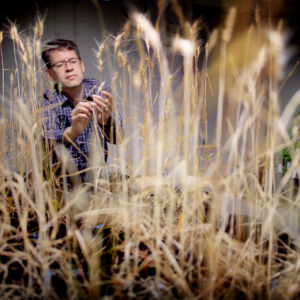 SalFar is on the way to finding salt resistant wheat. As saline soils spread due to climate change, there is a need for crops that can withstand salt. Henrik Aronsson, professor of plant molecular biology at the University of Gothenburg, is inspecting the wheat. Henrik Aronsson, professor of plant molecular biology at the University of Gothenburg, is iclosely examining wheat plants.