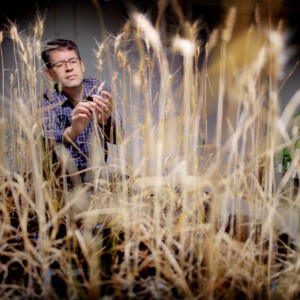 SalFar is on the way to finding salt resistant wheat. As saline soils spread due to climate change, there is a need for crops that can withstand salt. Henrik Aronsson, professor of plant molecular biology at the University of Gothenburg, is inspecting the wheat. Henrik Aronsson, professor of plant molecular biology at the University of Gothenburg, is iclosely examining wheat plants.
