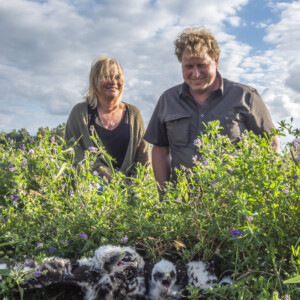 This Dutch PARTRIDGE farmer couple stand proudly behind the first Marsh Harrier nest on their farm, and indeed of their area. Having thought the nest was lost by poachers, the farmer found it accidently while mowing his Lucerne field. He saved it, making everyone, including his wife very happy. Photo: Marco Renes A farmer couple proudly watching a Marsh Harrier nest on their farmland.