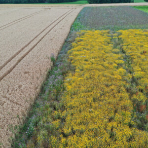 Aerial view of PARTRIDGE flowerplot: PARTRIDGE demonstrates how to reverse the decline of farmland biodiversity and aims to inspire others to follow our example. This aerial photograph of a PARTRIDGE flower mix surrounded by conventional farm crops, was taken outside our German project areas, illustrating how nature-friendly farming looks like from a bird’s eye perspective. Photo: Gelpke_Schnegelsberg Aerial view of yellow flower plot created to increase farmland biodiversity..