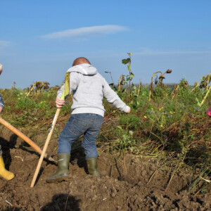 Children planting PARTRIDGE hedge. PARTRIDGE implements 7-10% high quality habitat measures at 10 demonstration sites. Here children of our project partners and their volunteers get their hands and boots dirty, planting a partridge-friendly hedge at one of our Dutch project sites. An experience they are likely never to forget. Photo: Jochem Sloothaak Children helping to plant a partridge-friendly hedge.