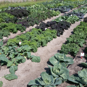 Test field on the island of Texel in the Netherlands where the SalFar partner Salt Farm Foundation,is growing different varieties of vegetables under saline conditions including cabbages, potatoes and wheat. SalFar developing new agricultural practices which reduce freshwater consumption through climate adapted products. A trial field with salt-resistant crop on the island of Texel, the Netherlands.
