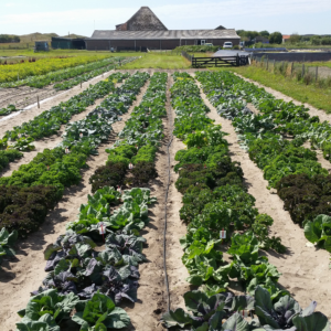 Test field on the island of Texel in the Netherlands where the SalFar partner, Salt Farm Foundation, is growing different varieties of vegetables under saline conditions including cabbages, potatoes and wheat. SalFar developing new agricultural practices which reduce freshwater consumption through climate adapted products. A trial field with salt-resistant crop on the island of Texel, the Netherlands.