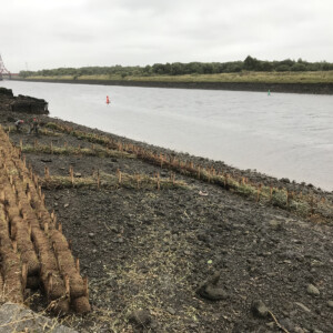 IMMERSE: Intertidal habitat creation pilot on the banks of
the Tees estuary (UK) developed by IMMERSE
partner Tees River Trust. Focus on identifying
alternatives to hard engineering options, using
natural designs which are more affordable and
therefore easier to implement elsewhere. Bare soil along a river bank in cloudy weather.