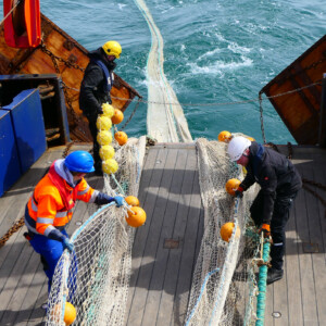 North Sea Wrecks: Where are the wrecks and ammunition in the North Sea? What dangers do they pose to people and the environment? What is the story behind them? We want to answer these questions. Sampling helps us to do this. Photo: Cornelia Riml People wearing safety vests and helmets on deck, wielding a large fishing net.