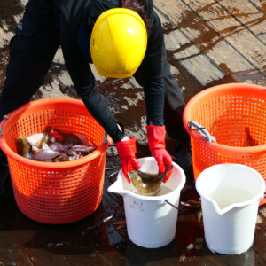 North Sea Wrecks: Where are the wrecks and ammunition in the North Sea? What dangers do they pose to people and the environment? What is the story behind them? We want to answer these questions. Sampling helps us to do this. Photo: Cornelia Riml Person wearing a yellow helmet bent over buckets of fish.
